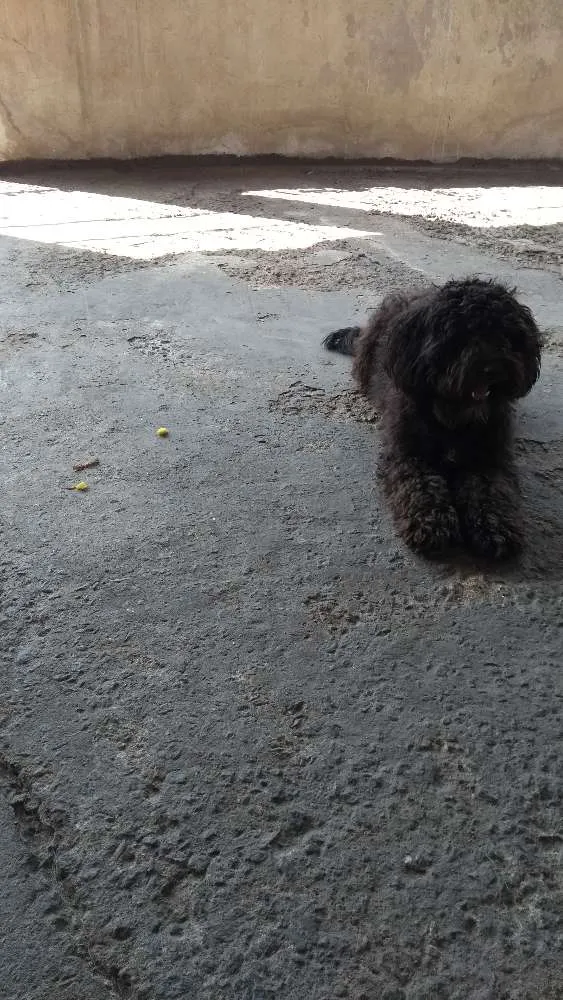 Cachorro ra a Poodle  idade  nome Pretinho