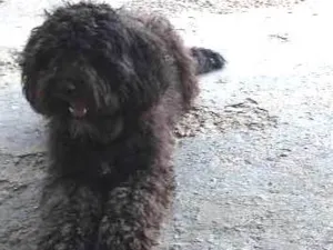 Cachorro raça Poodle  idade  nome Pretinho