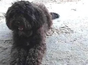 Cachorro ra a Poodle  idade  nome Pretinho