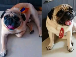 Cachorro raça Pug idade 6 ou mais anos nome BRAD    Gratifica-se