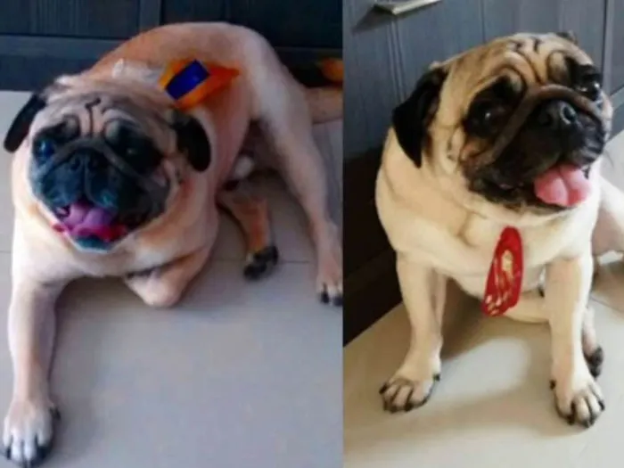 Cachorro ra a Pug idade 6 ou mais anos nome BRAD    Gratifica-se