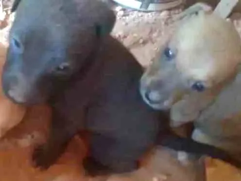 Cachorro ra a Fila brasileiro com vira lata idade Abaixo de 2 meses nome Marley