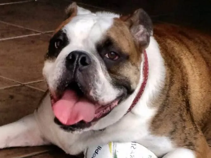 Cachorro ra a Bulldog idade 2 anos nome AlCapone