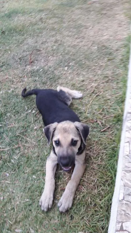 Cachorro ra a SRD idade 2 a 6 meses nome Nick