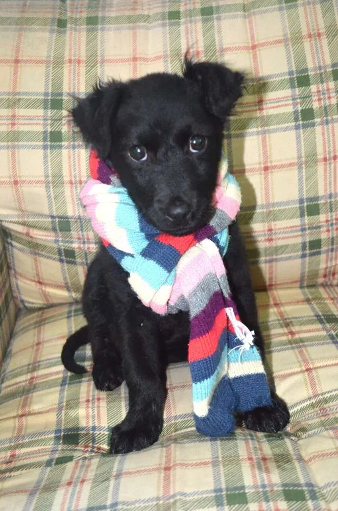 Cachorro ra a Sem raça definida idade 2 a 6 meses nome Filhotes