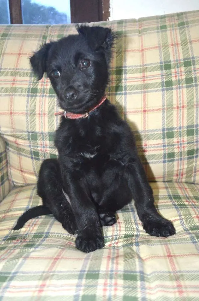 Cachorro ra a Sem raça definida idade 2 a 6 meses nome Filhotes