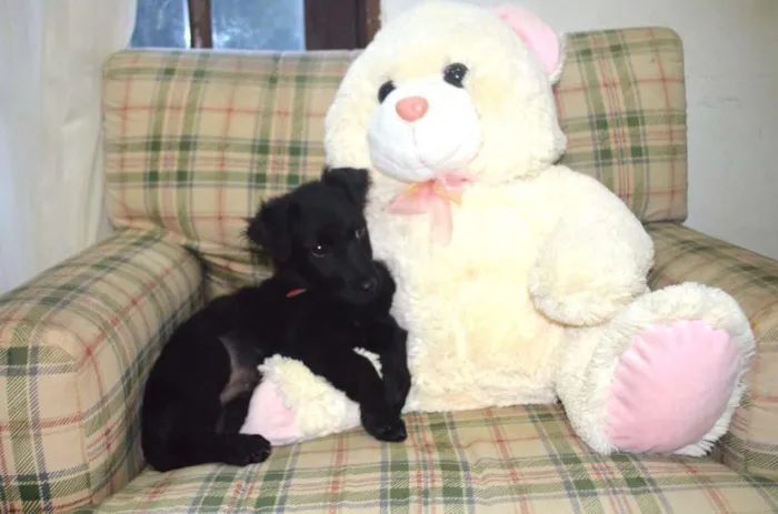 Cachorro ra a Sem raça definida idade 2 a 6 meses nome Filhotes