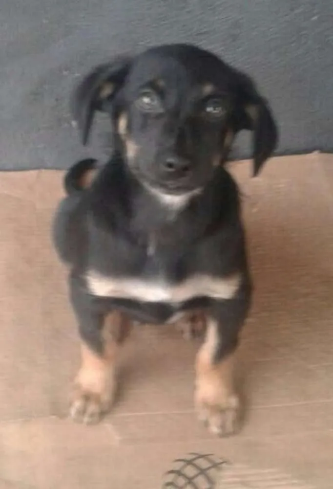 Cachorro ra a Sem raça definida idade 2 a 6 meses nome Filhotes