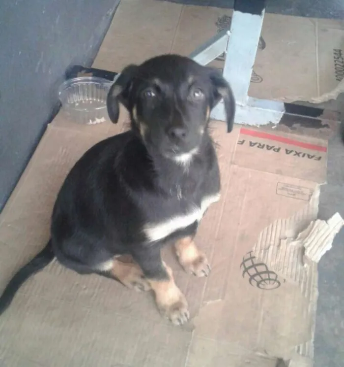 Cachorro ra a Sem raça definida idade 2 a 6 meses nome Filhotes