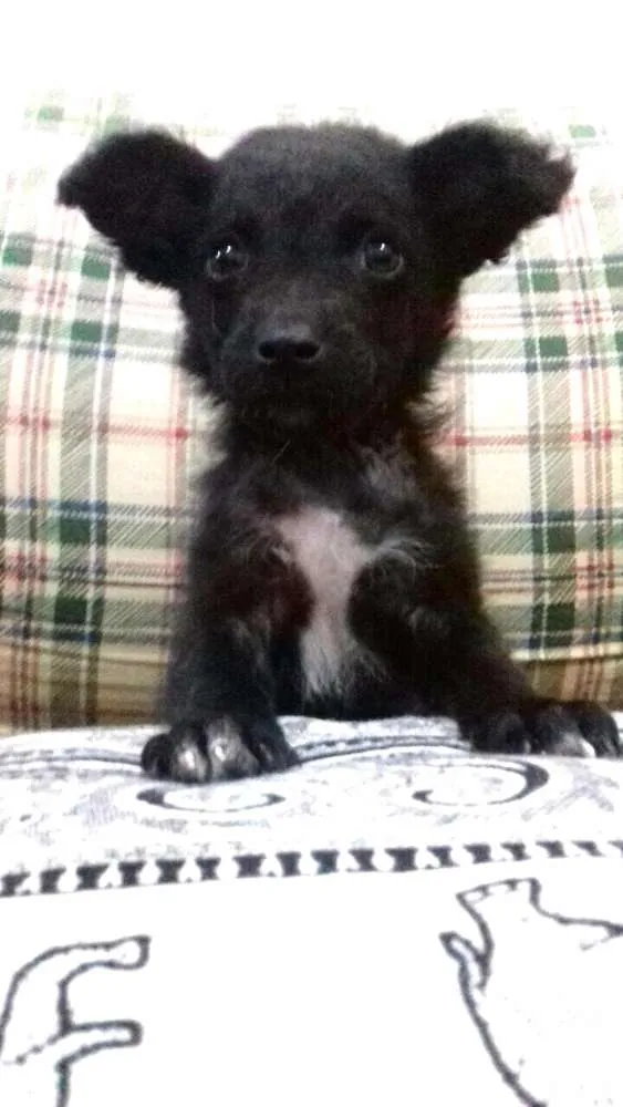 Cachorro ra a Sem raça definida idade 2 a 6 meses nome Filhotes