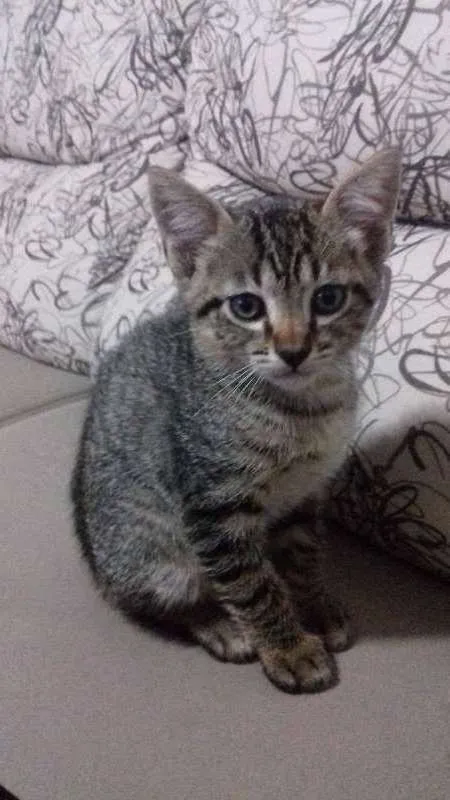 Gato ra a Mestiça  idade Abaixo de 2 meses nome Gatinhos mestiços