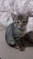 Gatinhos mestiços