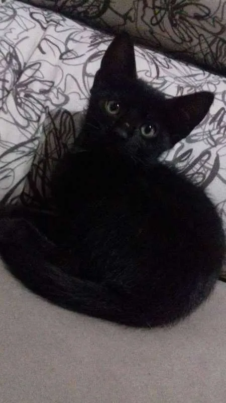 Gato ra a Mestiça  idade Abaixo de 2 meses nome Gatinhos mestiços