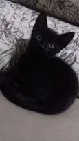 Gatinhos mestiços