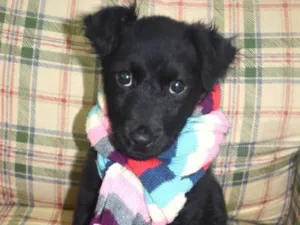 Cachorro raça Sem raça definida idade 2 a 6 meses nome Filhotes
