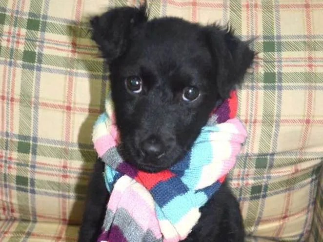 Cachorro ra a Sem raça definida idade 2 a 6 meses nome Filhotes