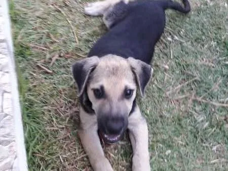 Cachorro ra a SRD idade 2 a 6 meses nome Nick