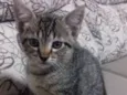 Gatinhos mestiços