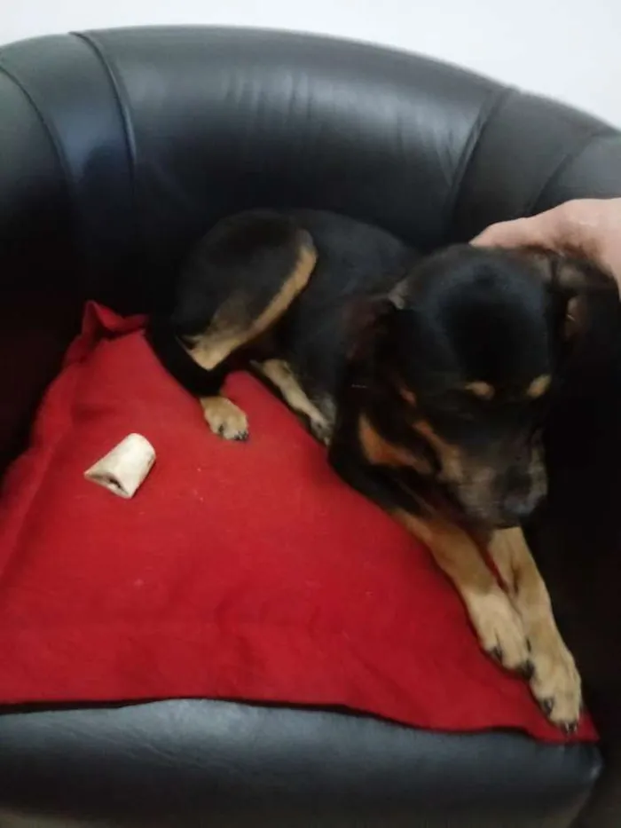 Cachorro ra a Vralata idade 7 a 11 meses nome Titinha