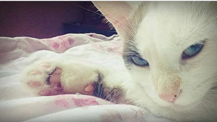 Gato raça Não tenho conhecimento  idade 1 ano nome Branquinha