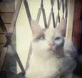 Branquinha