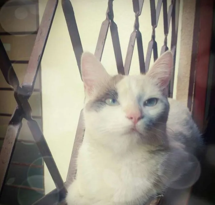 Gato raça Não tenho conhecimento  idade 1 ano nome Branquinha