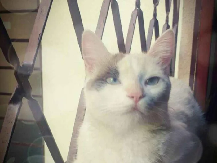 Gato raça Não tenho conhecimento  idade 1 ano nome Branquinha