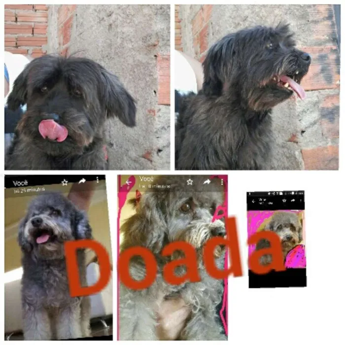 Cachorro raça Poodle idade 3 anos nome Jack
