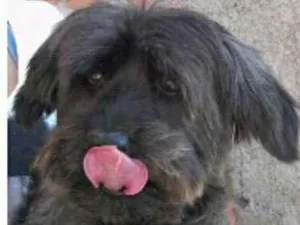 Cachorro raça Poodle idade 3 anos nome Jack
