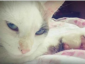 Gato raça Não tenho conhecimento  idade 1 ano nome Branquinha