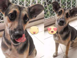Cachorro raça SRD idade 2 anos nome Zorro