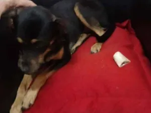 Cachorro raça Vralata idade 7 a 11 meses nome Titinha