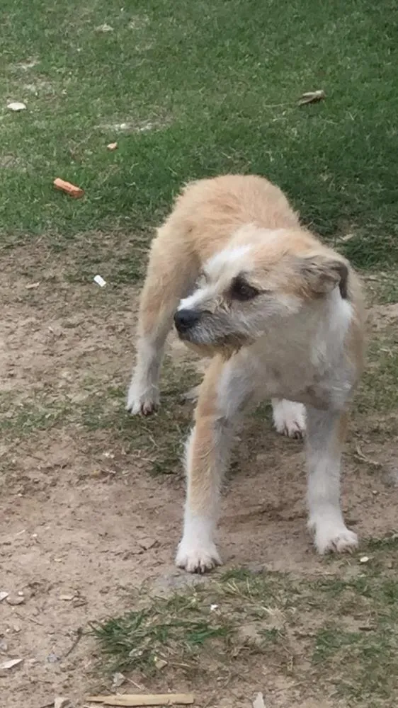 Cachorro raça Vira lata  idade 1 ano nome Pani 