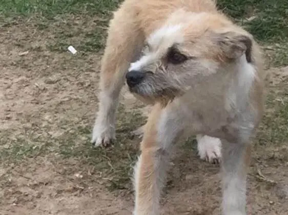 Cachorro raça Vira lata  idade 1 ano nome Pani 