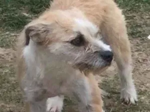 Cachorro raça Vira lata  idade 1 ano nome Pani 