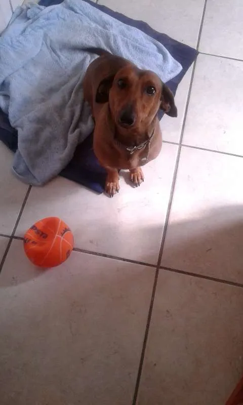 Cachorro ra a paulistinha idade 4 anos nome tel