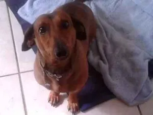 Cachorro raça paulistinha idade 4 anos nome tel