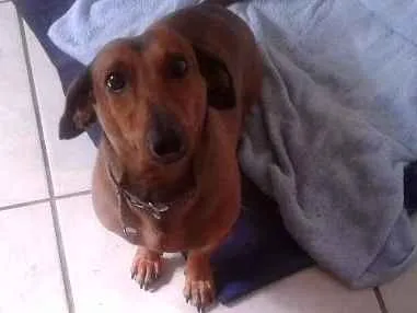 Cachorro ra a paulistinha idade 4 anos nome tel