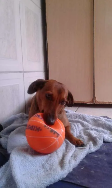 Cachorro ra a paulistinha idade 4 anos nome tel