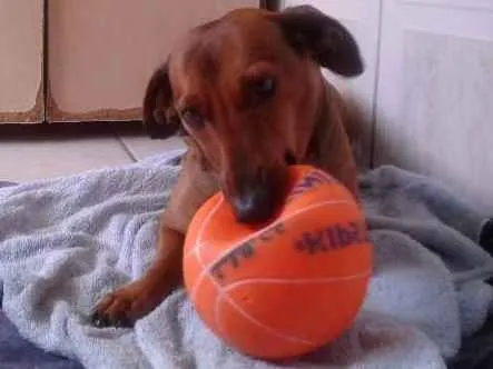 Cachorro ra a paulistinha idade 4 anos nome tel