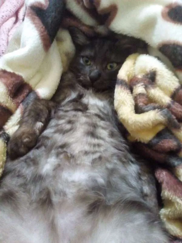 Gato ra a vira-lata idade 7 a 11 meses nome Bernardo