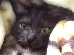 Gato raça vira-lata idade 7 a 11 meses nome Bernardo