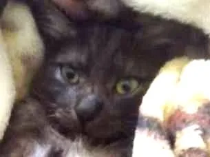 Gato ra a vira-lata idade 7 a 11 meses nome Bernardo
