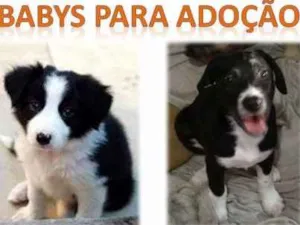 Cachorro raça SRD idade 2 a 6 meses nome Filhotes