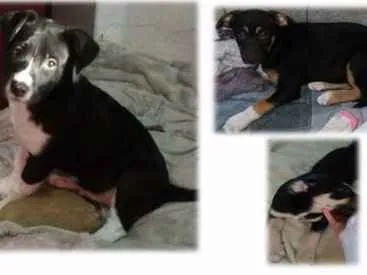 Cachorro ra a SRD idade 2 a 6 meses nome Filhotes