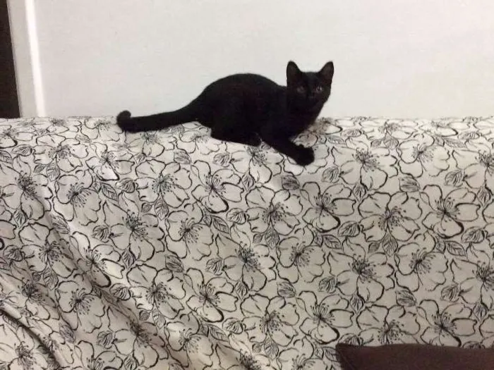 Gato ra a Vira lata idade 2 a 6 meses nome Ritinha