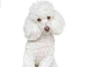 Cachorro raça Poodle idade 1 ano nome Thaty 