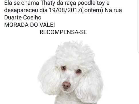 Cachorro ra a Poodle idade 1 ano nome Thaty 