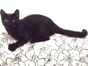Gato raça Vira lata idade 2 a 6 meses nome Ritinha