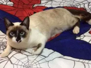 Gato raça Vira lata idade 1 ano nome Lola